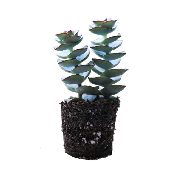 On a white background is a side view of a String of Buttons Succulent.