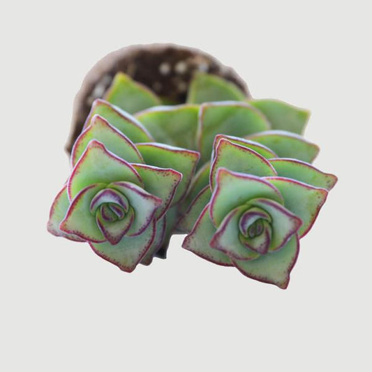 On a white background is a String of Buttons Succulent.