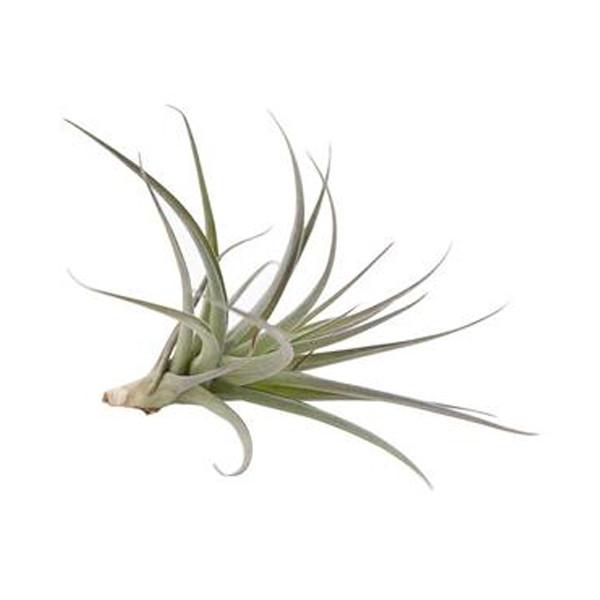 On a white background is a Tillandsia Aeranthos.