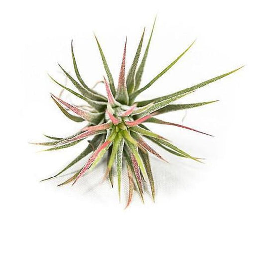 On a white background is a Tillandsia Ionantha.