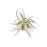 On a white background is a Tillandsia Harrisii.