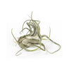 On a cream background is a Tillandsia Caput Medusae.