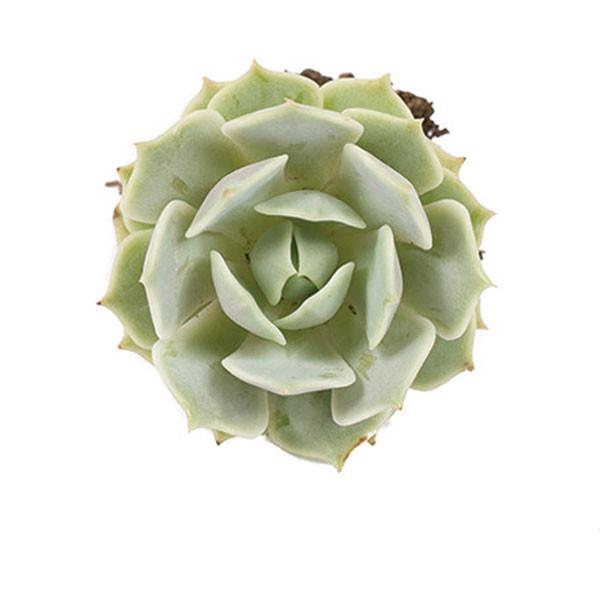 On a white background is an arial view of a Echeveria Lola Succulent.