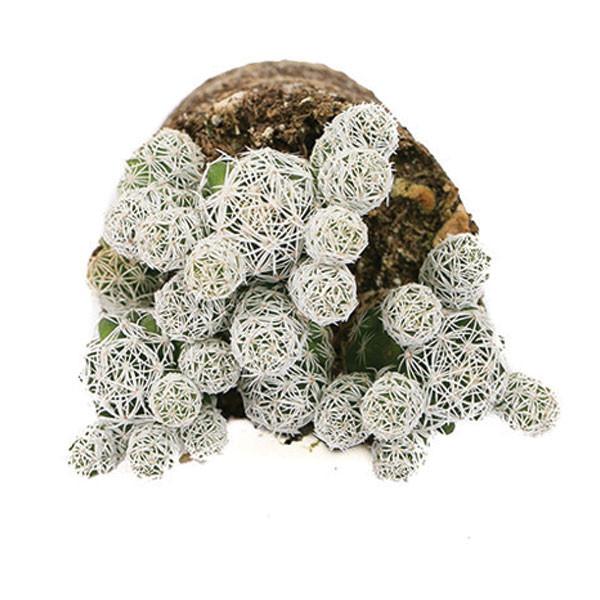 On a white background is a Mammillaria Thimble Cactus arial view.
