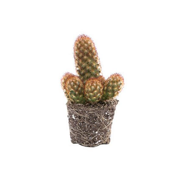 On a white background is a Copper King cactus side view.