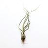 On a white background is a Tillandsia Butzii air plant.