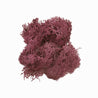 On a white background is a clump of dusty rose moss. 
