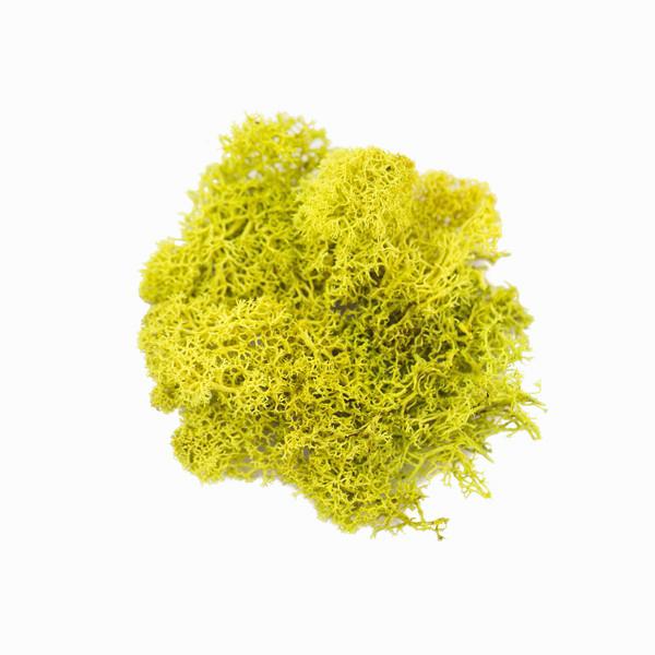 On a white background is a chartreuse clump of moss.
