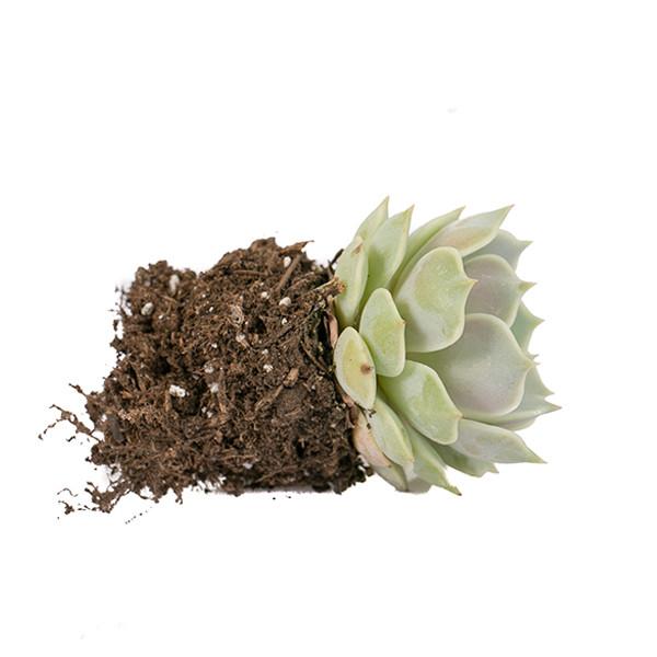 On a white background is a side view of a Echeveria Lola Succulent.