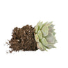 On a white background is a side view of a Echeveria Lola Succulent.