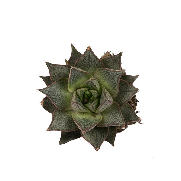 On a white background is an arial view of an Echeveria Purposum Succulent.
